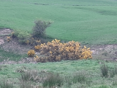Ulex europaeus