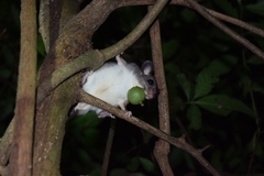 Ototylomys phyllotis