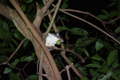 Ototylomys phyllotis