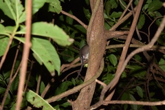 Ototylomys phyllotis