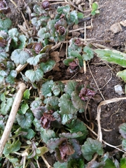 Glechoma hederacea