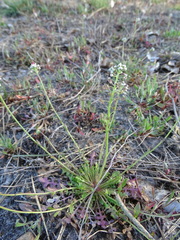 Teesdalia nudicaulis