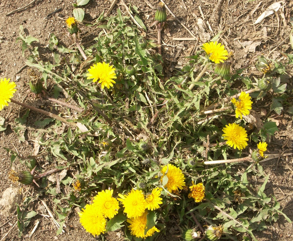 blood-red dandelion