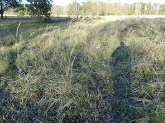 Calamagrostis epigejos