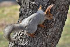 Sciurus vulgaris