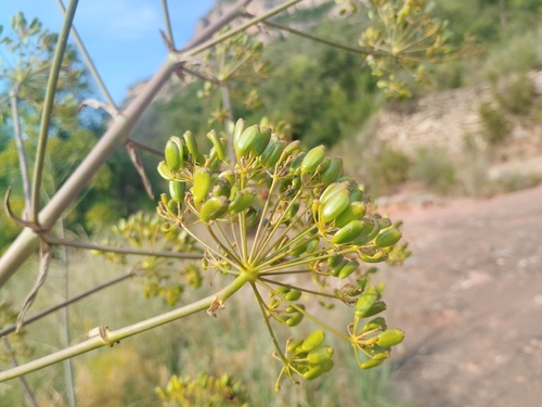 Ferula communis, photograph 5