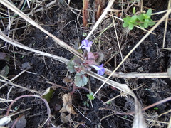 Glechoma hederacea