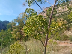 Ferula communis, photograph (c) Josep Gesti, some rights reserved (CC BY-SA)