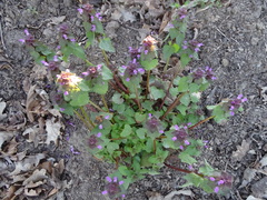 Lamium purpureum