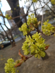 Acer platanoides