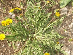 Taraxacum penicilliforme