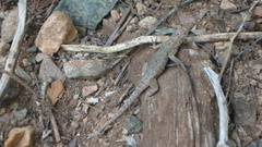 Sceloporus gadoviae