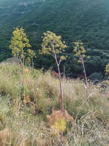 Ferula communis, photograph 4