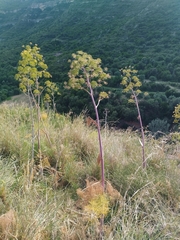 Ferula communis, photograph (c) Josep Gesti, some rights reserved (CC BY-SA)