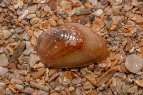Musculus subpictus observed 2026-06-10