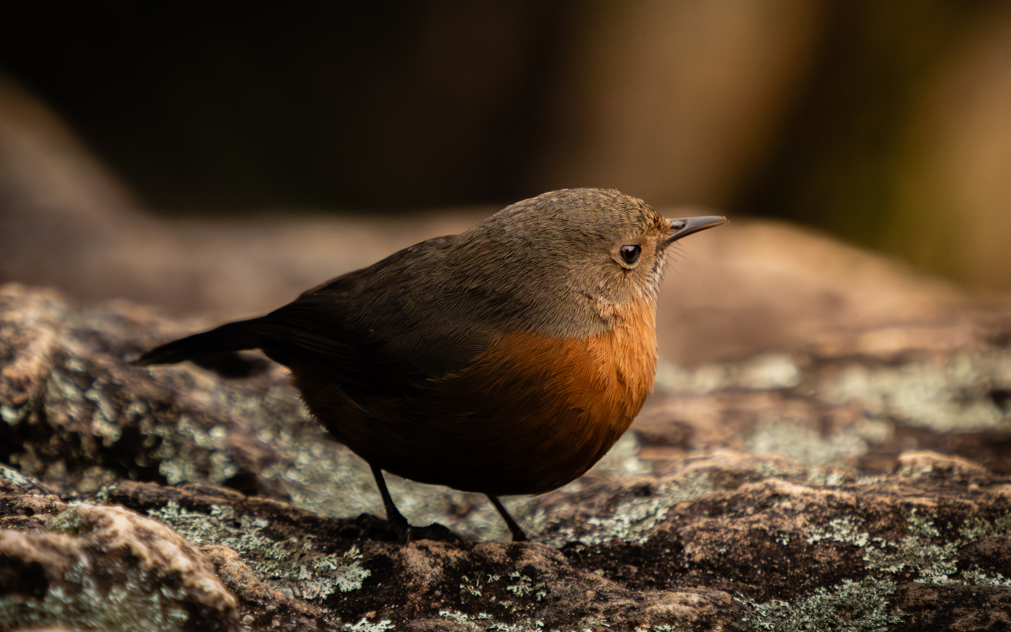 Rockwarbler (Origma solitaria), photo 7