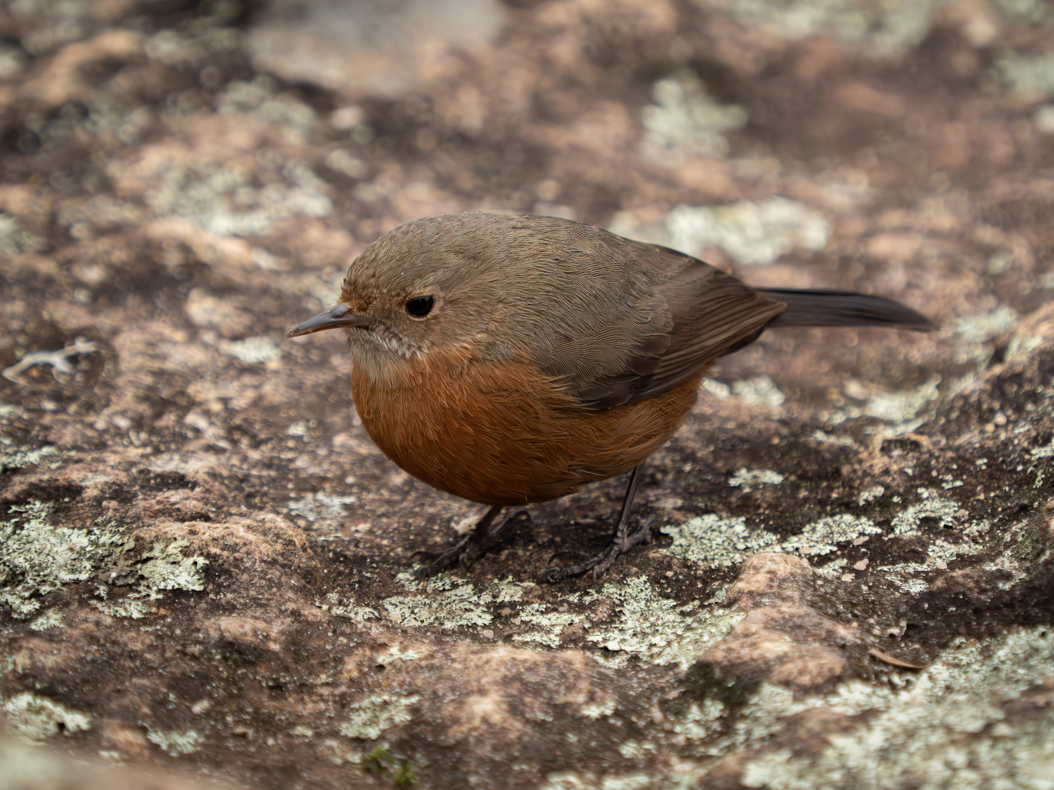 Rockwarbler (Origma solitaria), photo 8