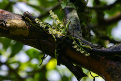 Angraecum chamaeanthus image