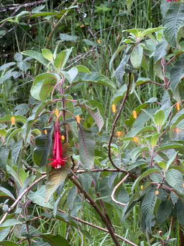 Fuchsia boliviana observed 2026-06-13