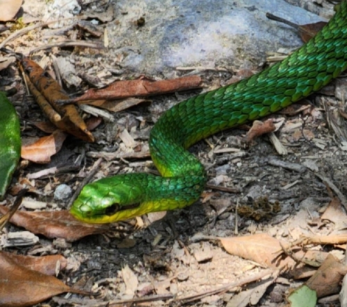 Photo of a Cloud Forest Parrot Snake (Leptophis modestus)