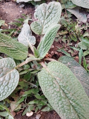 Symphytum caucasicum