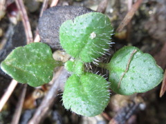Veronica arvensis