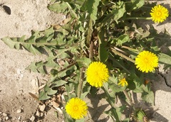 Taraxacum gibbiferum