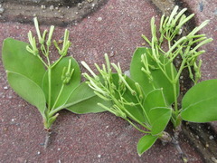 Chionanthus retusus