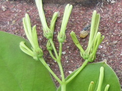 Chionanthus retusus