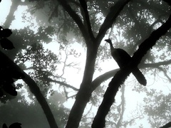 Oreophasis derbianus