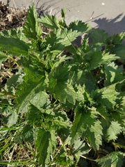 Urtica dioica