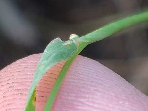 Sphenopholis obtusata, photograph 2