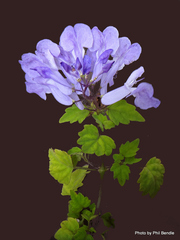Plectranthus saccatus