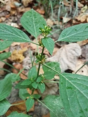 Dicliptera brachiata