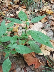 Dicliptera brachiata