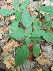 Dicliptera brachiata