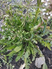 Capsella bursa-pastoris