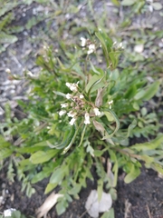Capsella bursa-pastoris