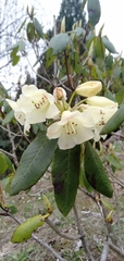 Rhododendron campylocarpum