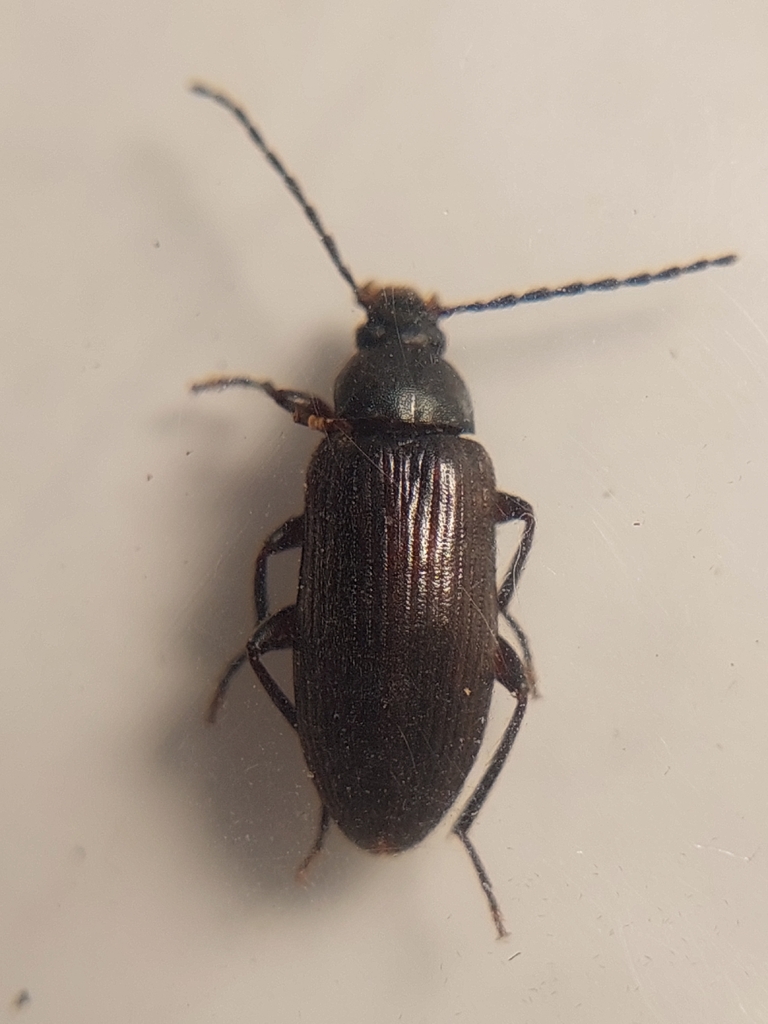 Allecula rhenana