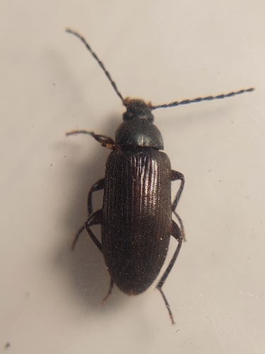 Allecula rhenana