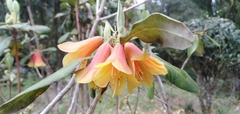 Rhododendron cinnabarinum
