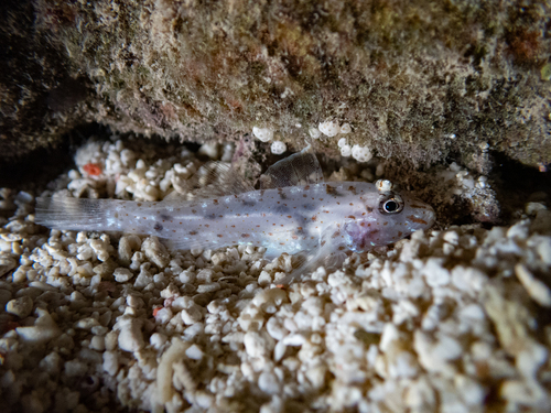 Neophyte Sandgoby