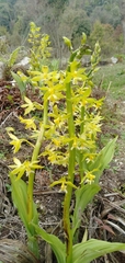 Calanthe griffithii