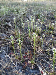 Teesdalia nudicaulis