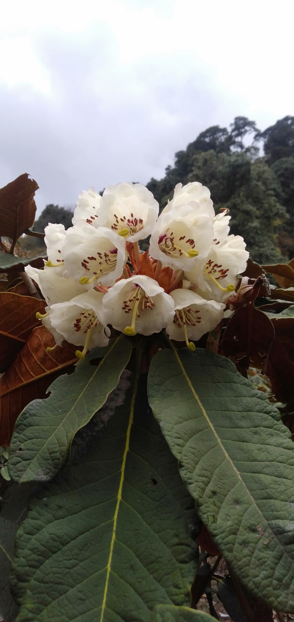 Rhododendron falconeri  iNaturalist