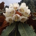 Rhododendron falconeri - Photo (c) Sangay Wangchuk, some rights reserved (CC BY-NC), uploaded by Sangay Wangchuk