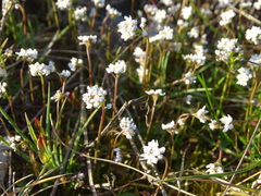 Teesdalia nudicaulis