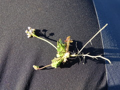 Teesdalia nudicaulis