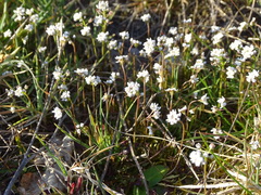 Teesdalia nudicaulis